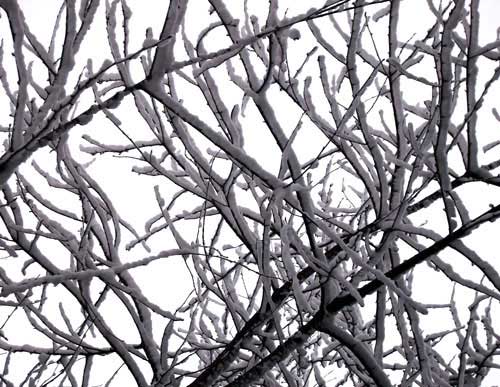 winter branches